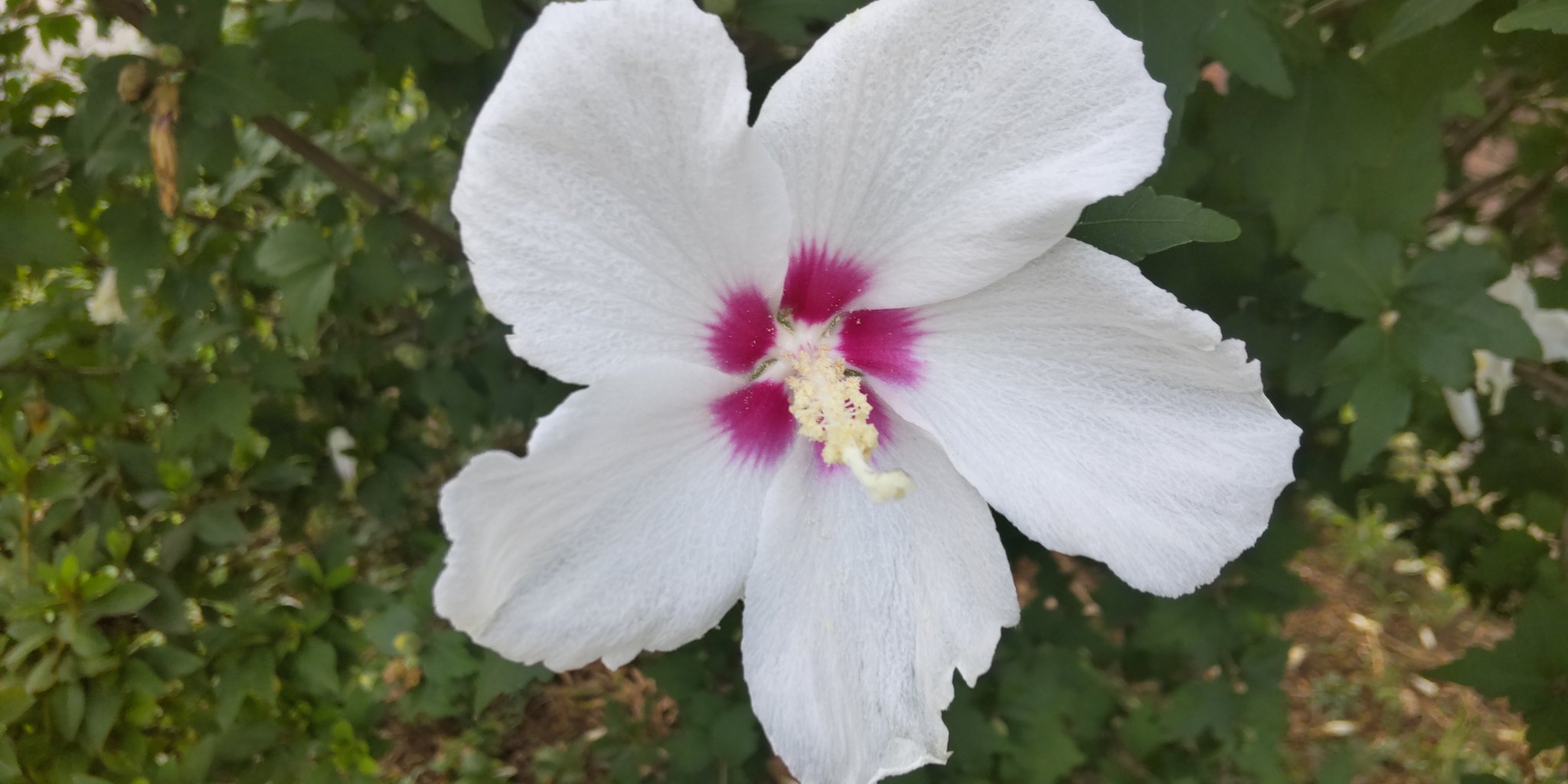 Roseofsharon Twitter Search Twitter