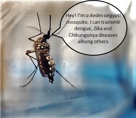 If you tell someone you are a scientist that studies the deadliest animal on Earth, it probably sounds really cool. When you say that animals are mosquitoes, people may look weird at you. #WorldMosquitoDay