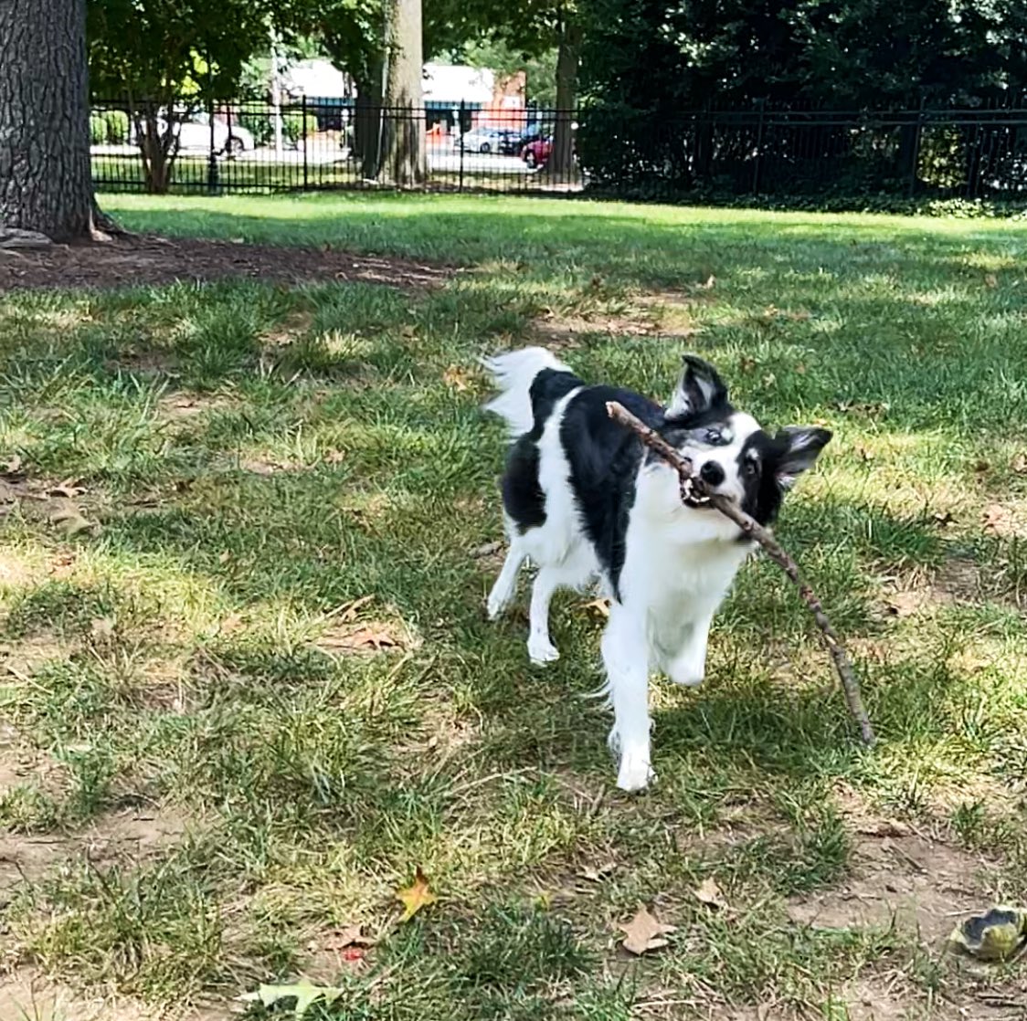 CSBCJP's tweet photo. Sometimes when I find the right stick, I make my crazy face! Happy #weekend friends. https://t.co/tUvHdruw2B