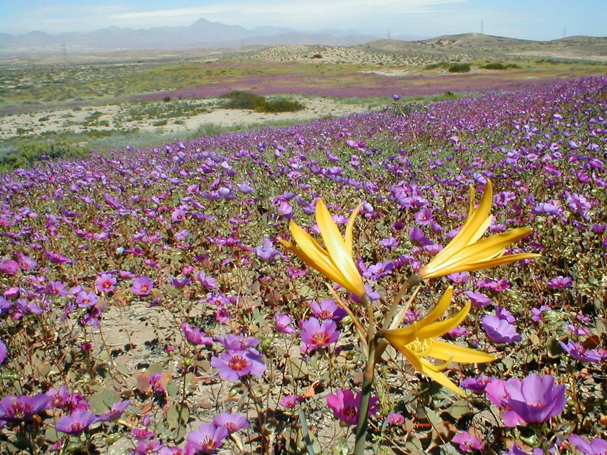 uchile's tweet photo. Desierto Florido revive tras años de sequía: Especies endémicas embellecen Atacama, en un espectáculo natural en el norte del país que explicamos y llamamos a cuidar junto a especialistas U. de Chile en:
https://t.co/KD4j07vDgr https://t.co/DZxc6mdk17