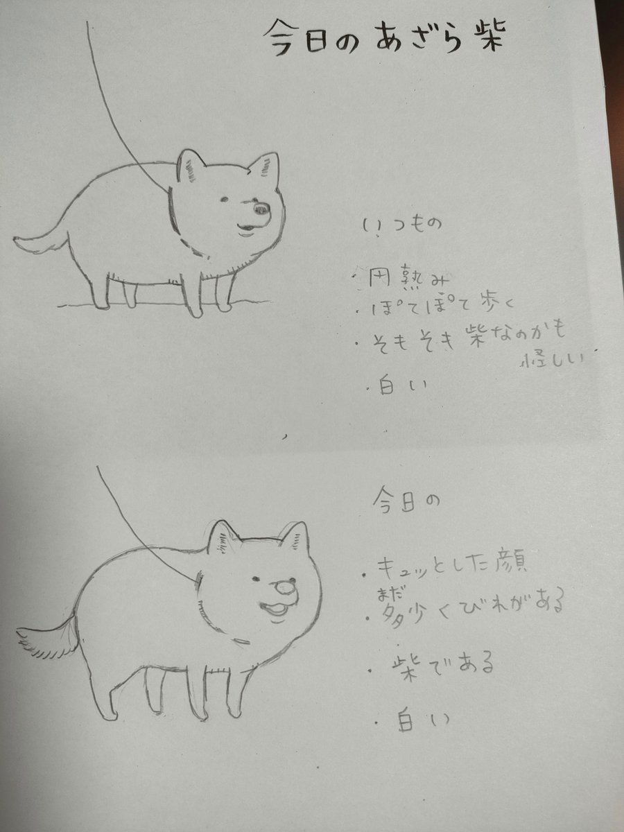 今日も犬のお散歩ラッシュの公園で、あのあざらしみたいな犬を見かけたので駆け寄ったら、よく似たちがう犬だった。
あざら柴、かわいい。 