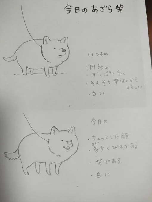 今日も犬のお散歩ラッシュの公園で、あのあざらしみたいな犬を見かけたので駆け寄ったら、よく似たちがう犬だった。
あざら柴、かわいい。 