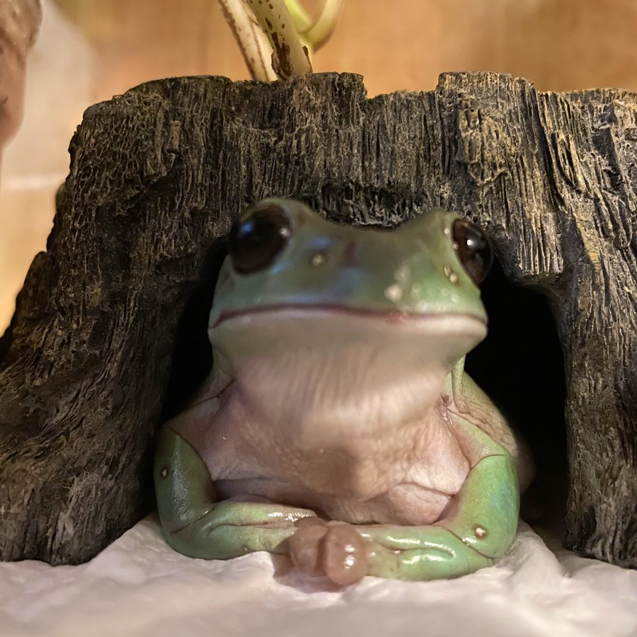かわいいと人気の イエアメガエル を調査 飼育方法や気になるq Aも キャンパーズ