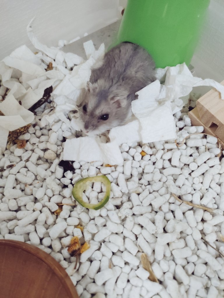 どれどれ...食べ終わったかな？と様子を見ると...綺麗に皮だけ残して食べてました😂さすがリリーちゃん、美味しいところをわかってる🥺＃ハムスター #ハムスターのいる暮らし #ハムスター部 #ハムスター好きと繋がりたい #ハムスターのいる生活