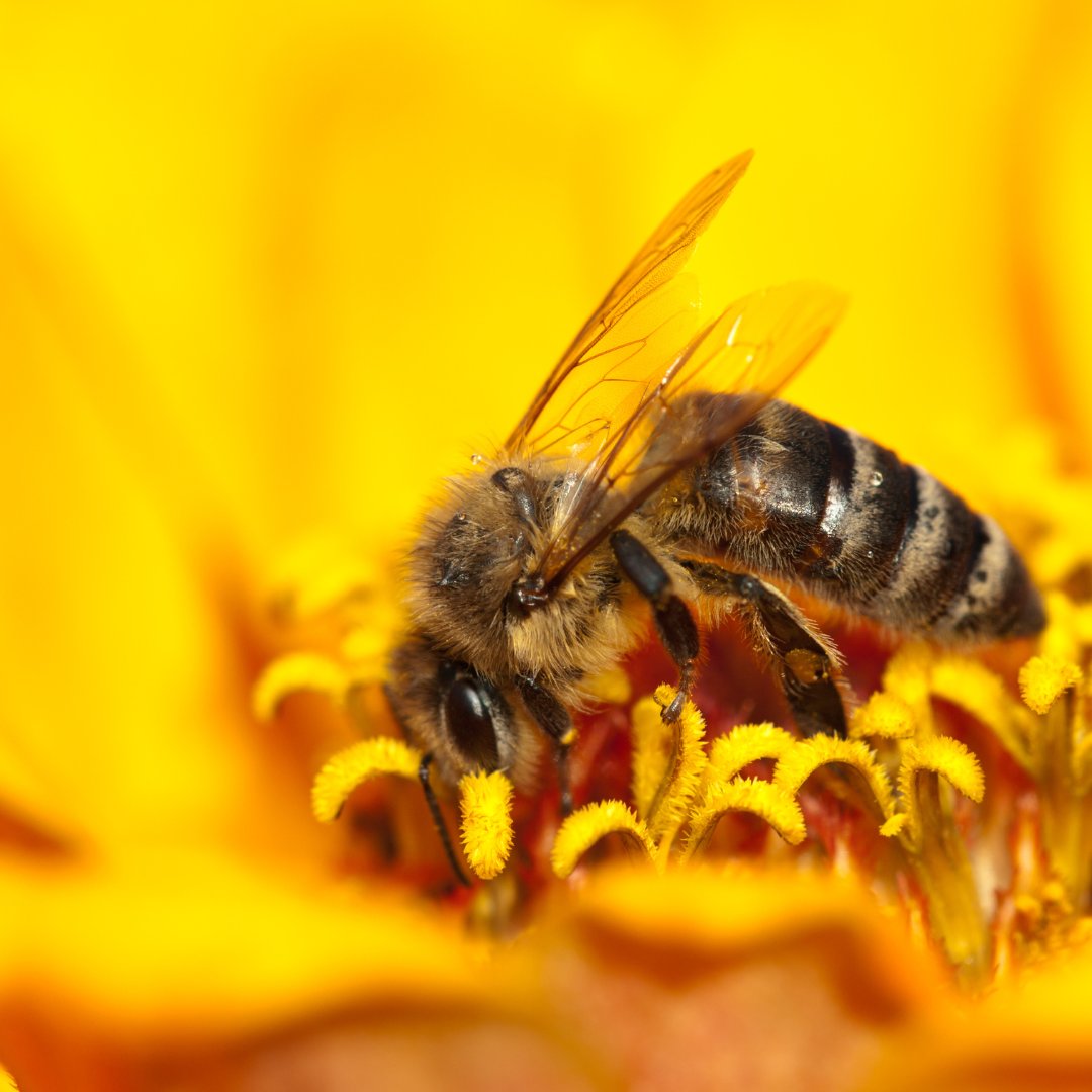 countrylifegc's tweet image. 🐝 Happy #WorldHoneyBeeDay 🍯 

Did you know of the 99 species of bee in Ireland there is only one native honey bee species? The Apis mellifera mellifera has an estimated 24,000 bee hives in Ireland! 

#OperationPollination #CountryLife #pollinators #biodiversity
