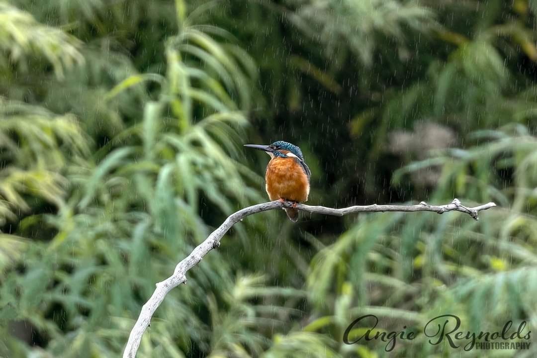 Kingfisher in the rain

#nature #naturelovers #bbcwildlifePOTD #TwitterNatureCommunity #springwatch #wildlifephotography #naturephotography <a href="/iNatureUK/">iNatureUK</a> @BBCCountryfile <a href="/WildlifeMag/">BBC Wildlife</a> <a href="/BBCSpringwatch/">BBC Springwatch</a> <a href="/VsitLanarkshire/">Visit Lanarkshire</a> <a href="/VisitScotland/">VisitScotland</a> @mvscotland