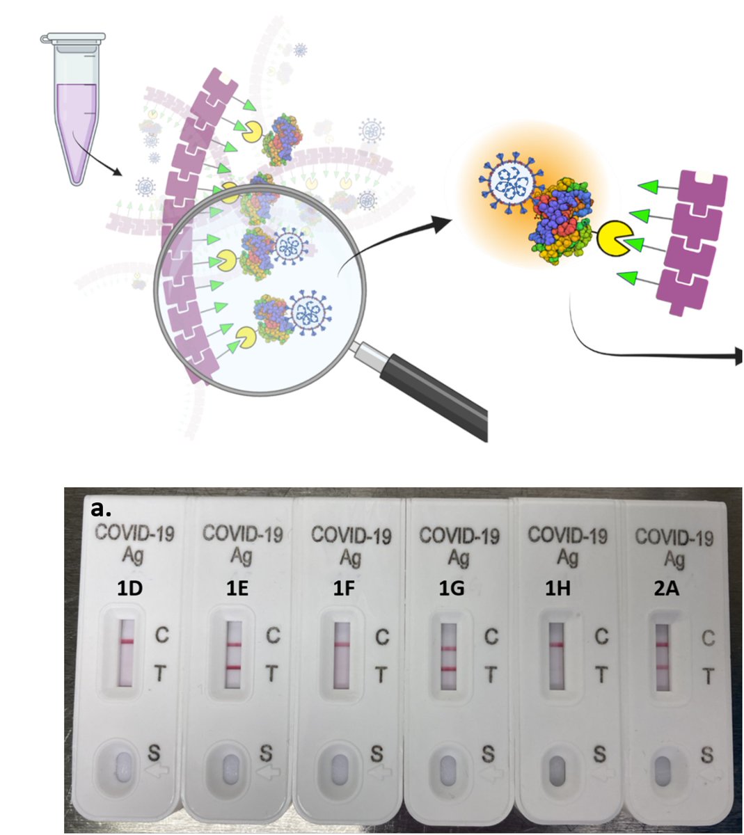 Hızlı testlerin hassasiyetini on kata kadar artıran, genetik/protein mühendisliği/sentetik biyoloji araçlarını kullanarak tasarladığımız-ürettiğimiz  protein nanomalzemeye dair çalışmamız Advanced Materials Interfaces <a href="/aminterfaces/">Adv. Mater. Interf.</a> dergisine kabul edildi.