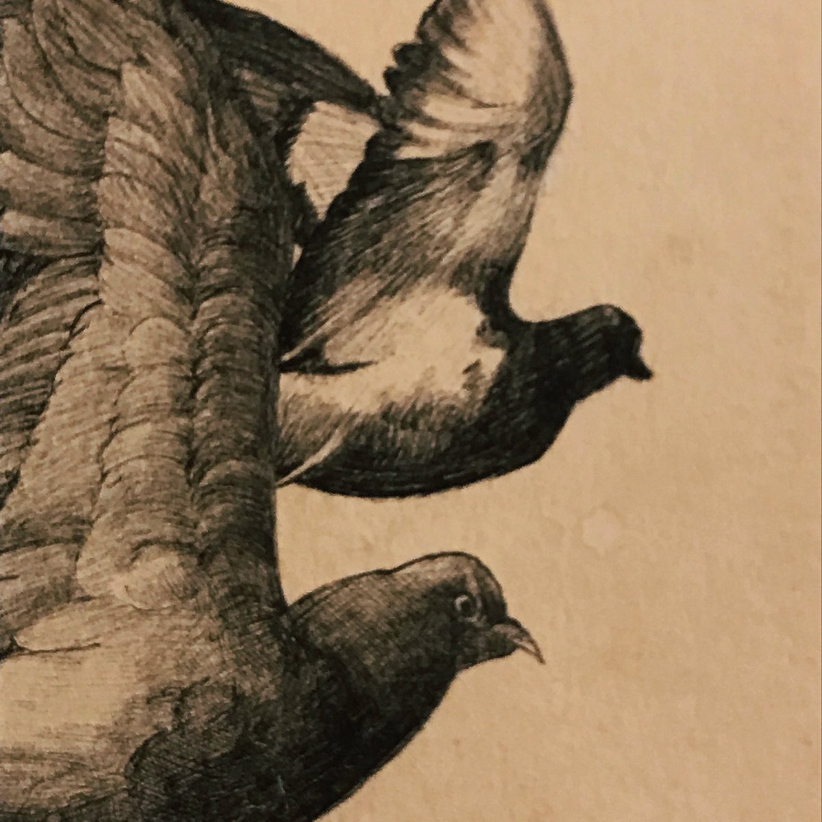 attic_circus's tweet photo. 屋根裏サーカス🎪
作品情報③【作家名：süzüca】
秘めた内面を隠すようにしばしば戯ける人の表情をドローイングペンによる細密描写で表現。süzücaさんの作品によく登場する鳥も描かれ、細密かつ独創的な世界観に目を奪われます。
不思議な世界に浸りたい方、お酒と共にご堪能ください。本日も開催中。 https://t.co/7VKfR5qxBO