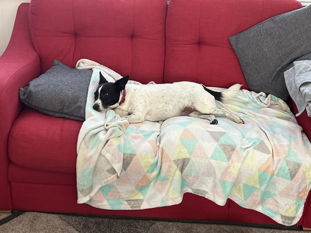 suecollins2's tweet photo. Itโs all a bit much for Tilly #NursesActive #dogsactive https://t.co/4NslCwk0dO