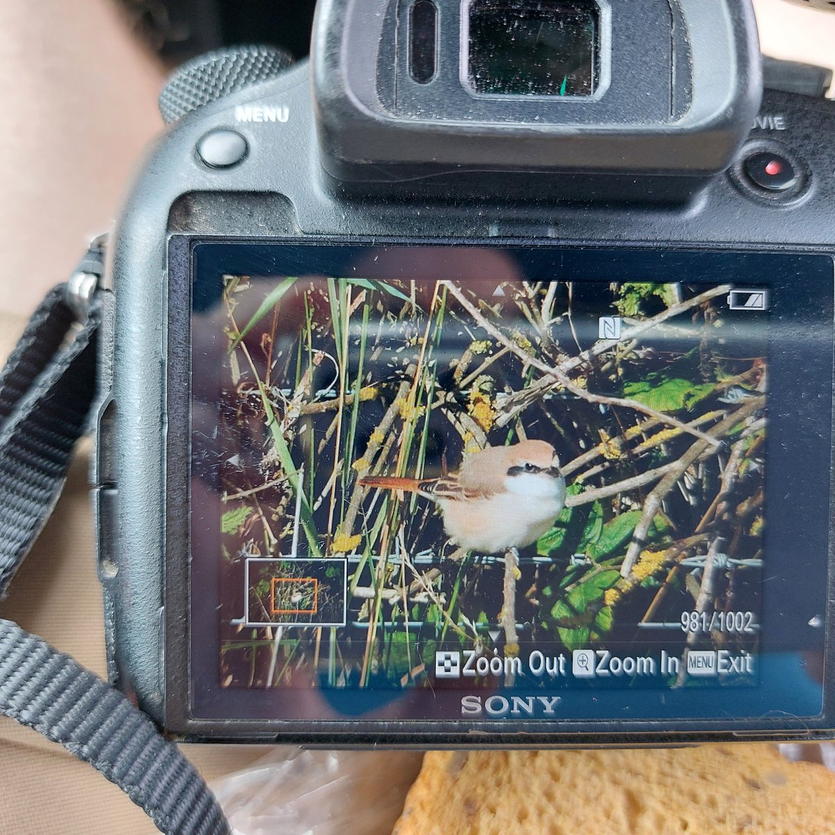 birdwave10's tweet photo. Finally got myself over to Bempton. https://t.co/Qqv4QP6ACA