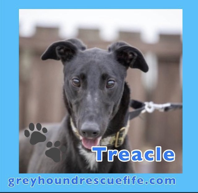 GreyhoundRFife's tweet photo. 6.Treacles Appeal ๐ We know this is a long post but dogs do & can adapt amazingly in adversity. So please share/RT to get #Treacles story out there. For more info call Celia on 07826 244765 #AdoptDontShop #GreyhoundsMakeGreatPets #TreaclesAppeal ๐๐ฝ https://t.co/Rr39vQtKA5