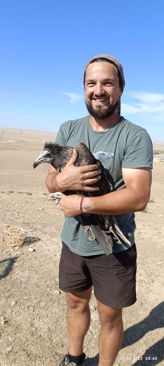 HawkConservancy's tweet photo. Fantastic progress on the Egyptian Vultures in Central Asia Project!

The field team visited the desert in Uzbekistan in July 2022 to tag 5 more Egyptian Vultures; there are now 8 birds with GPS tags. #ScienceSaturday

https://t.co/sATR1iuZUi 
@_OSME @orientbirdclub @DrRJBurnside https://t.co/LjTJ3qbuuZ