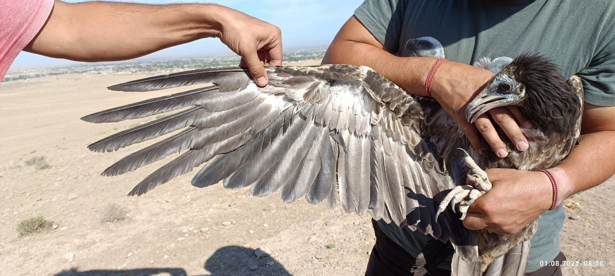 HawkConservancy's tweet photo. Fantastic progress on the Egyptian Vultures in Central Asia Project!

The field team visited the desert in Uzbekistan in July 2022 to tag 5 more Egyptian Vultures; there are now 8 birds with GPS tags. #ScienceSaturday

https://t.co/sATR1iuZUi 
@_OSME @orientbirdclub @DrRJBurnside https://t.co/LjTJ3qbuuZ