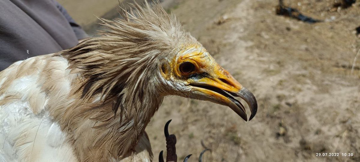 HawkConservancy's tweet photo. Fantastic progress on the Egyptian Vultures in Central Asia Project!

The field team visited the desert in Uzbekistan in July 2022 to tag 5 more Egyptian Vultures; there are now 8 birds with GPS tags. #ScienceSaturday

https://t.co/sATR1iuZUi 
@_OSME @orientbirdclub @DrRJBurnside https://t.co/LjTJ3qbuuZ