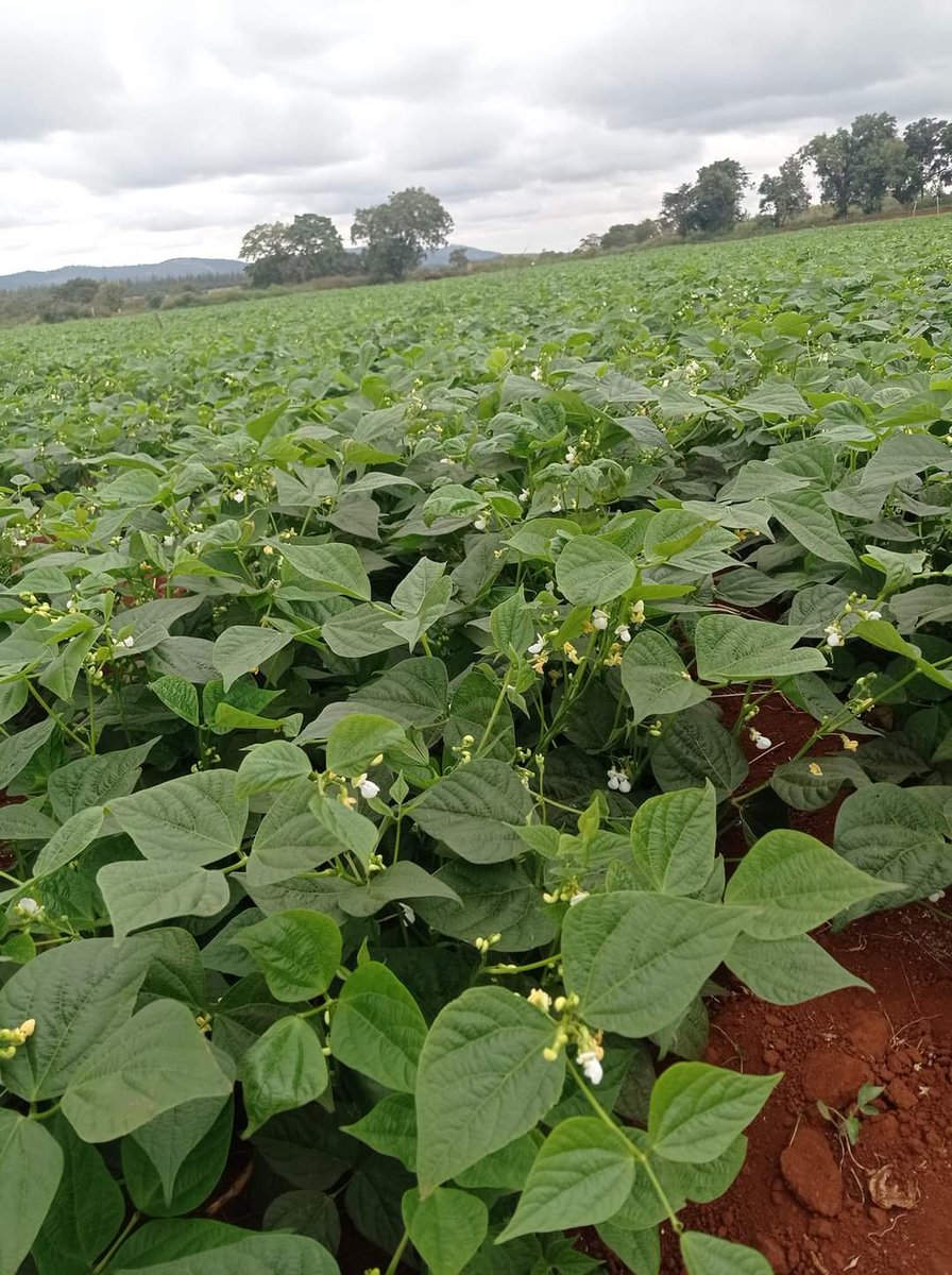 MpondaSabinus's tweet photo. Beans farming. https://t.co/QC7jLbat0N