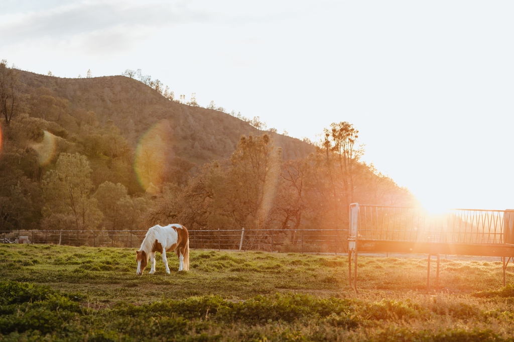 barszranch's tweet image. Vacation boarding for horses in California

Whether it is you or your horse that needs a vacation, the Bar SZ Ranch is the perfect destination!

Email us at boarding@barszranch.com or click the link for more info and to schedule a meeting with our staff: barszranch.com/horse-boarding…