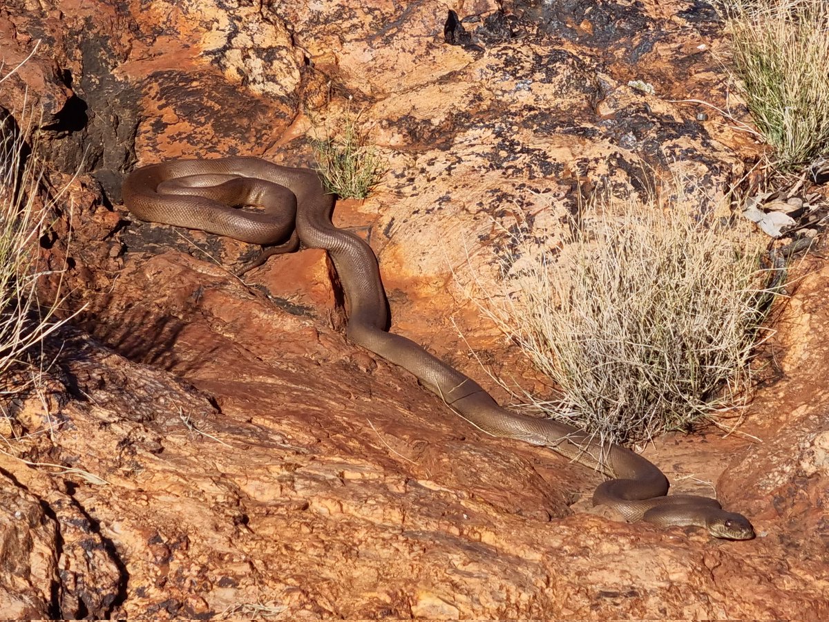 CowanMitch's tweet photo. An amazing week in the Pilbara for my PhD fieldwork with @CharlesSturtUni, accompanied by Nyamal Rangers and @Judy_Dunlop. We were searching for quolls (which we found), and we stumbled upon this beautiful Pilbara Olive Python as well as these #WildOz views #quollpatrol https://t.co/tQsFp1KC38