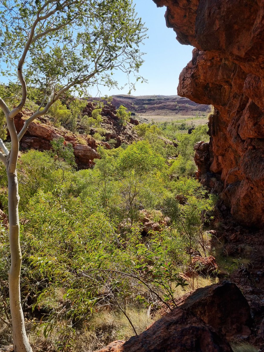 CowanMitch's tweet photo. An amazing week in the Pilbara for my PhD fieldwork with @CharlesSturtUni, accompanied by Nyamal Rangers and @Judy_Dunlop. We were searching for quolls (which we found), and we stumbled upon this beautiful Pilbara Olive Python as well as these #WildOz views #quollpatrol https://t.co/tQsFp1KC38