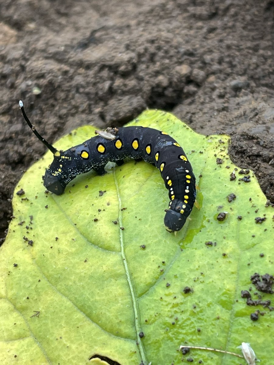 ポケモンgo キャタピーの色違い 入手方法と実装状況 攻略大百科