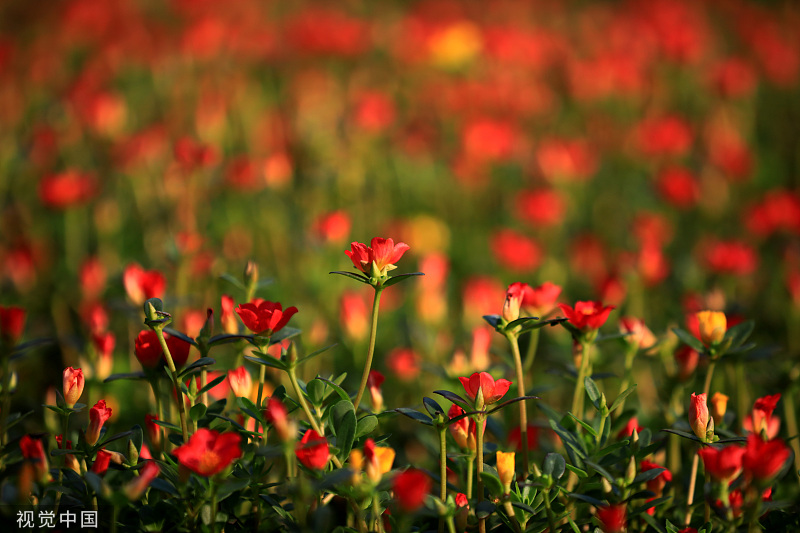 GoJiangsu's tweet photo. In Huai'an, #Jiangsu province, blooming flowers light up the river bank of Huaihe River. #TravelInJS https://t.co/r9zYXXN3rs