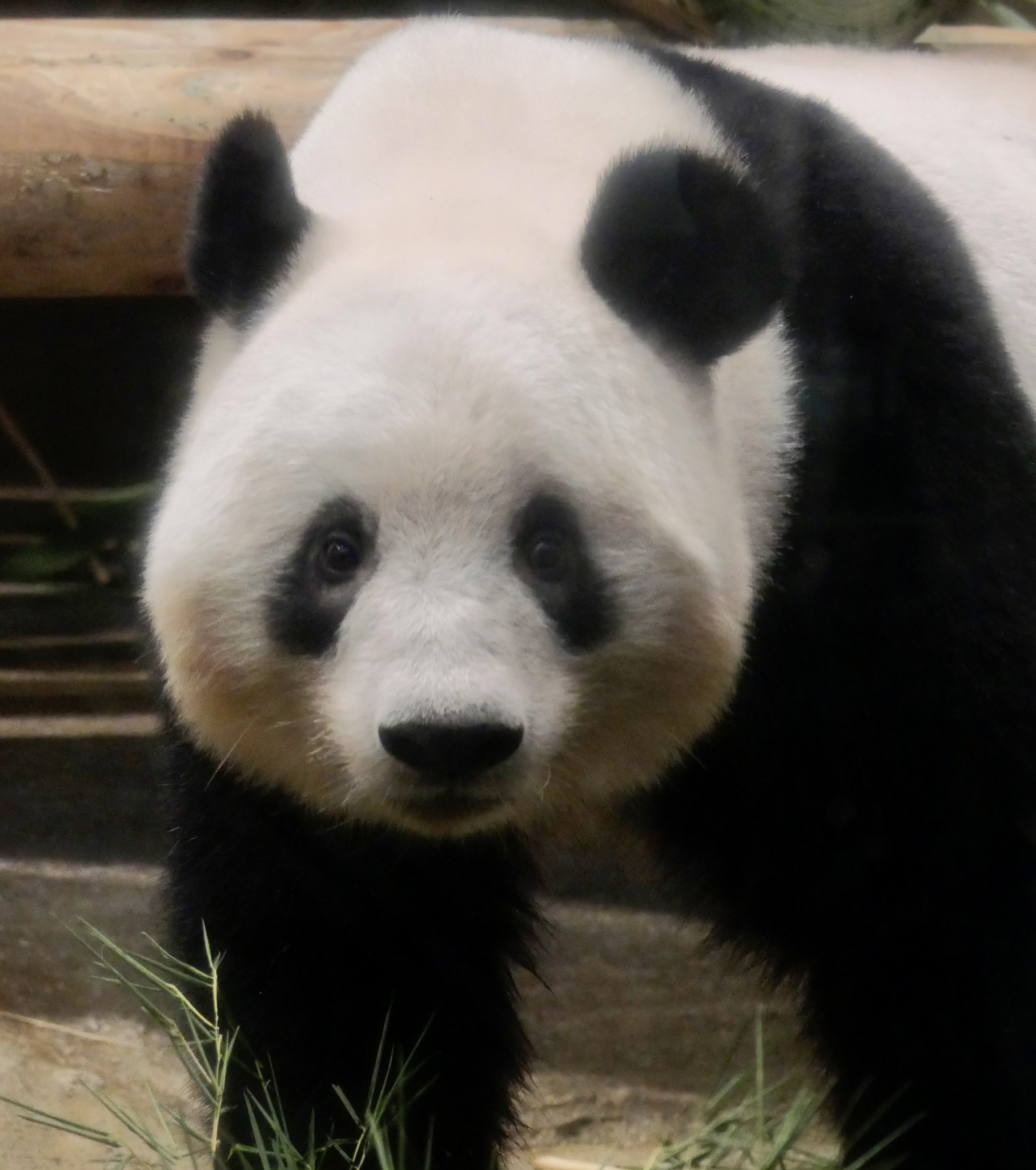 Silk 最終観覧 可愛いお顔 ありがとう シャンシャン 上野動物園のパンダ T Co Sn7sykc0o4 Twitter