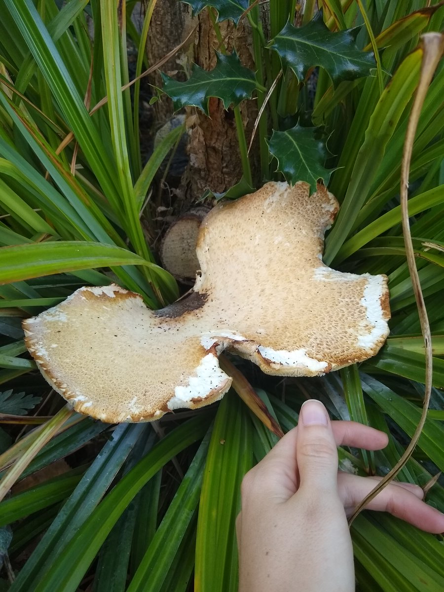 RuthDJackson's tweet photo. Cerioporus squamosus (AKA Dryad's saddle) popping up in south England 10/08/22. This was before the rain came, so clearly it enjoyed it's damp home amongst the tall grass - note the white spore dust beneath🙂 #fungi #UKfungi https://t.co/Yvc2zauFj8