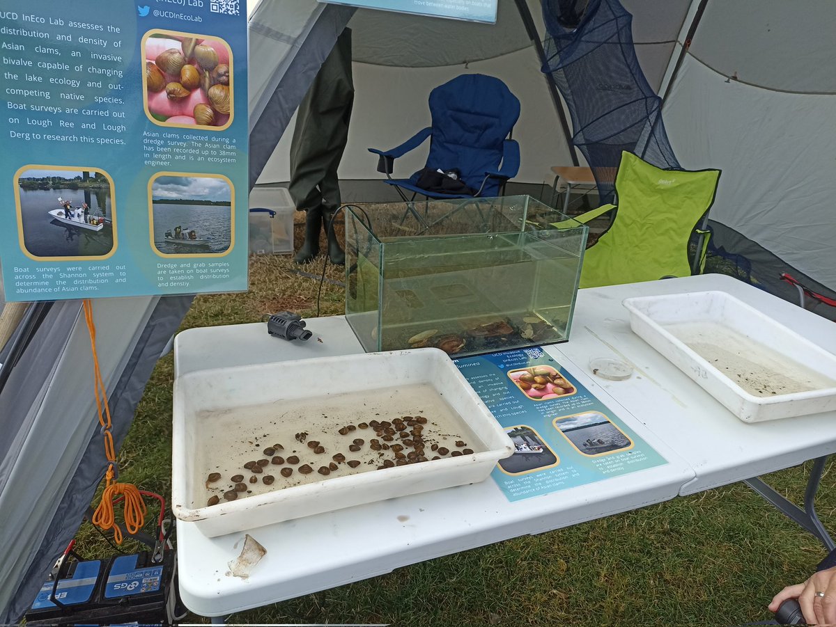 UCDInEcoLab's tweet photo. All set up at Coosan point to show the invasive species that occur in the Shannon. Event part of @HeritageWeek . Funded by county councils along the Shannon including @westmeathcoco @roscommoncoco @longfordcoco @DeptHousingIRL https://t.co/ymJxva2C3E