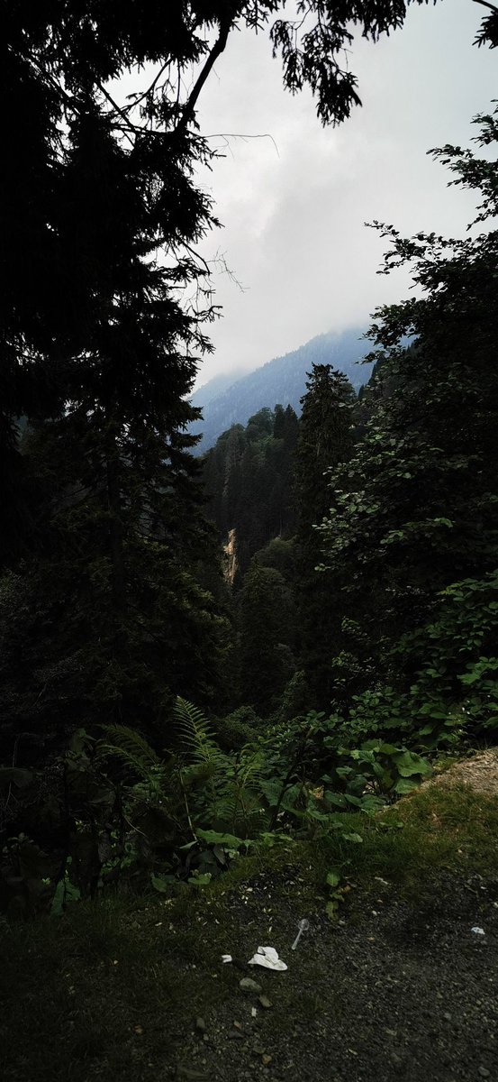 Dark forests