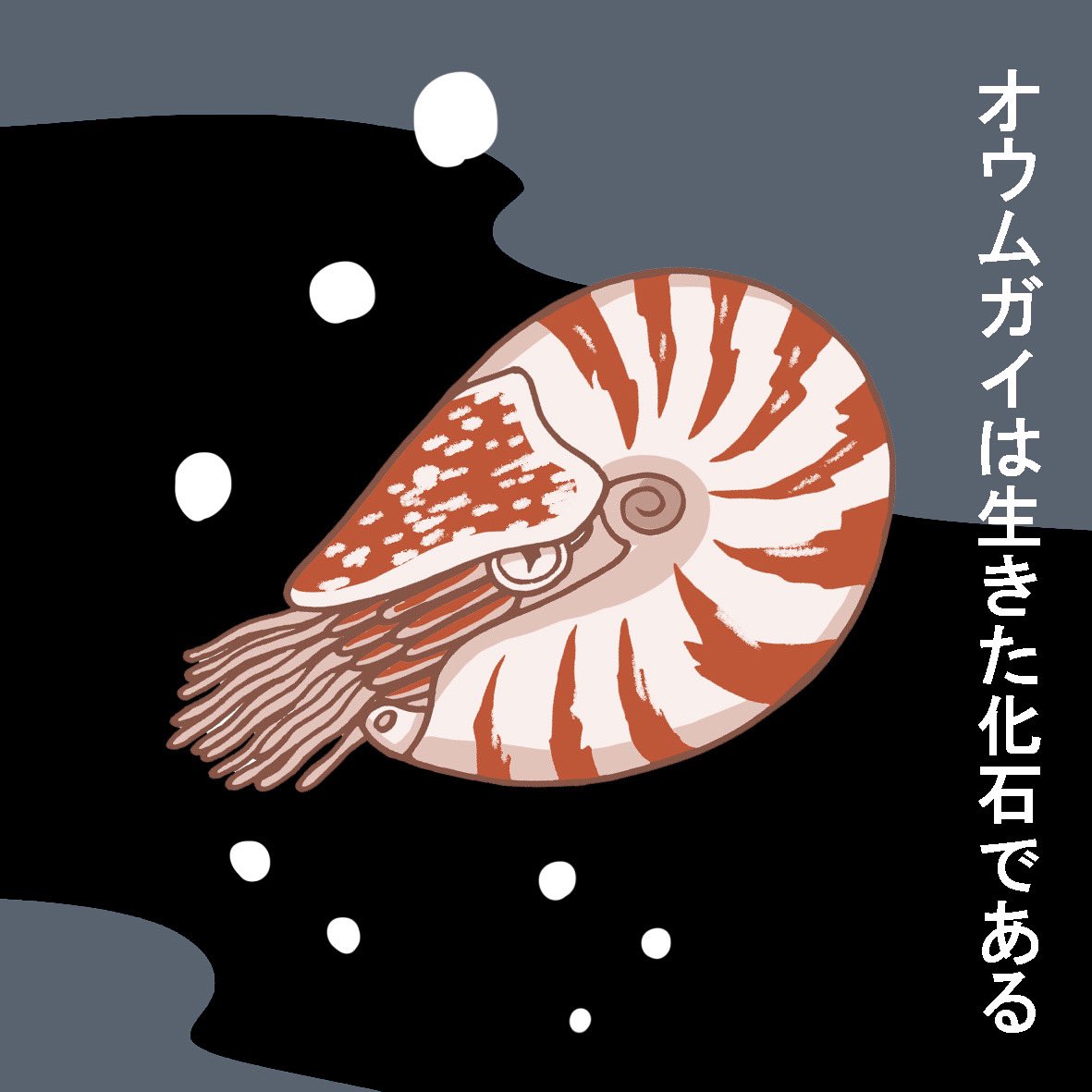 【第185話】オウムガイさんの生態#漫画 #絵本 #イラスト #めんだこ #オウムガイ #深海魚 