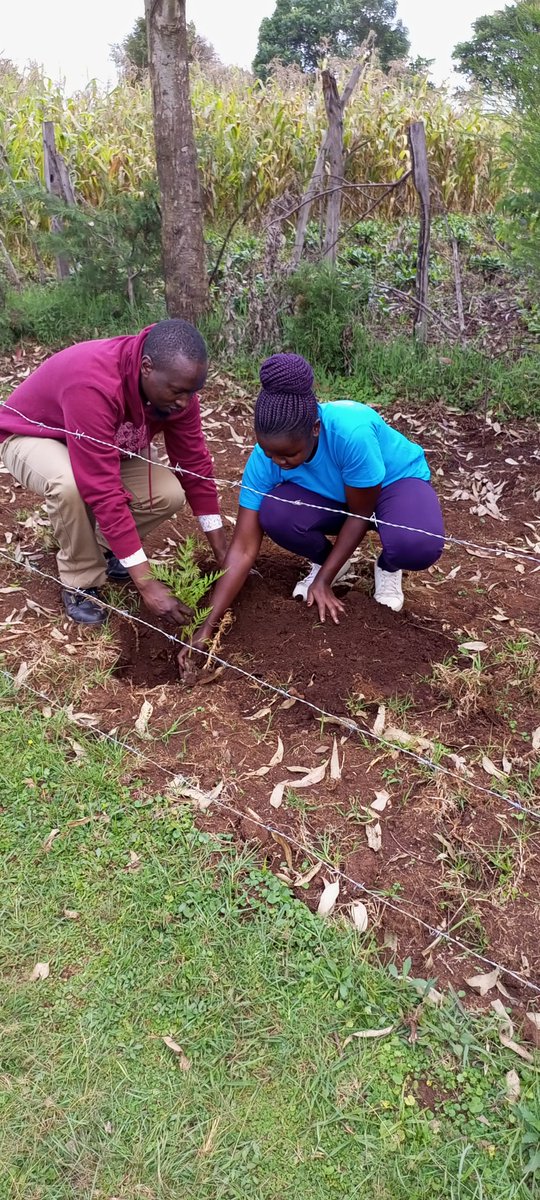 Ahead of our Machakos project in October where we aim to plant #100,000 trees, we are conducting a one month #tree #planting challenge by YGAK volunteers across the month of August.This is one of measures to increase the forest cover in Kenya  and reduce the #carbon #footprints