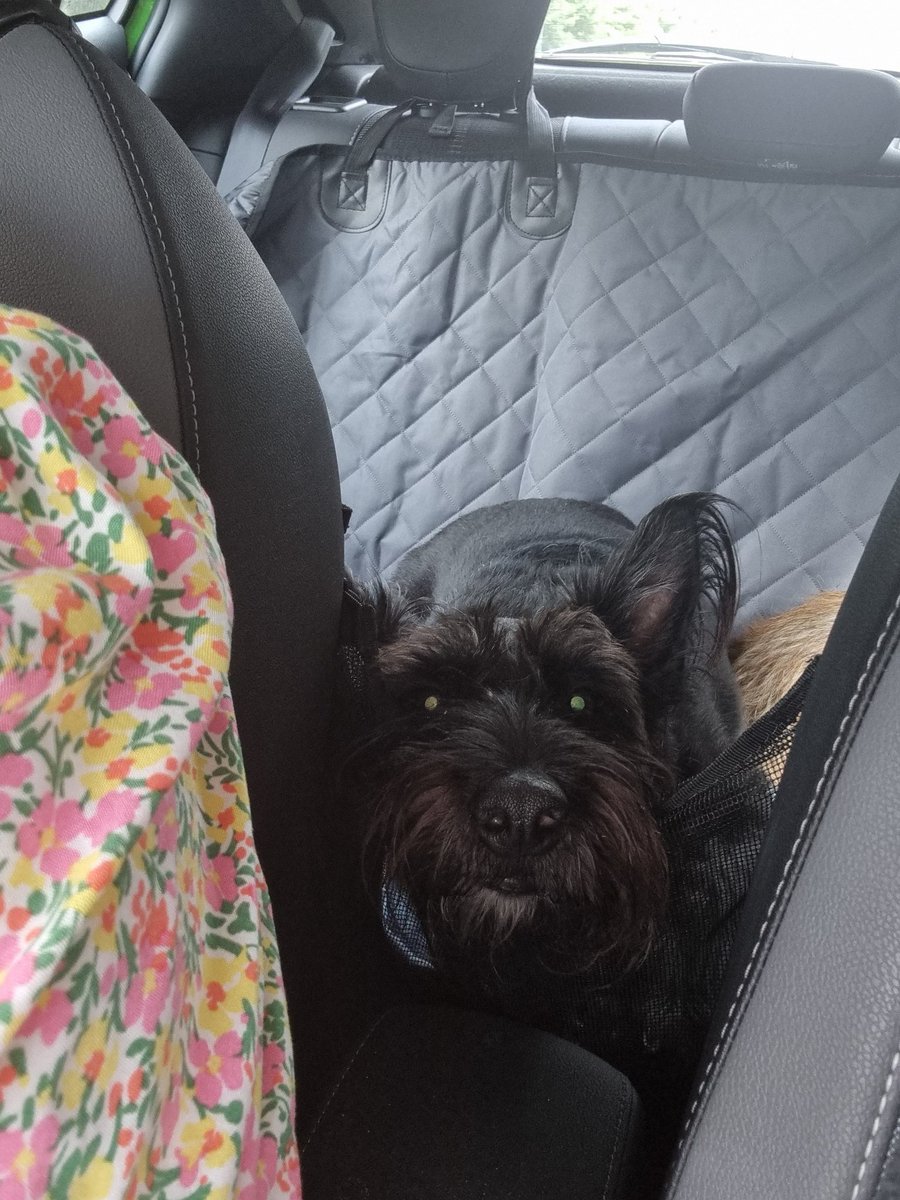House_Carrot's tweet photo. On my way to see Chester, so I rests my head in the car. https://t.co/keXMn5yeII