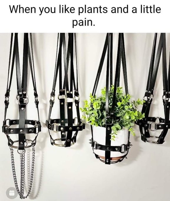 🪴🖤🪴 https://t.co/TNznrqyM8d