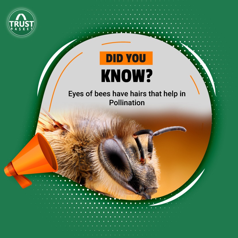 TrustBasket's tweet photo. These hairs not only help in pollination but also protect the eyes of bees🐝🐝. They prevent the pollen from getting stuck to their eye surfaces.

Visit: https://t.co/Fsjmjy4jyA https://t.co/YiBL6Dufbx