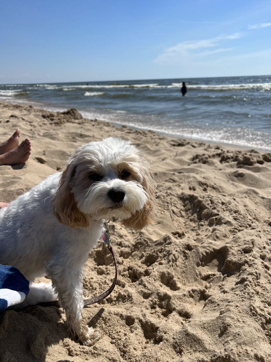 LameratoMrs's tweet photo. After working part time for the past couple of weeks, we found an opening in our calendar for one last beach day! Even Lucy loves the beach! #dogdaysofsummer2022 #sandypup #cavashonlife https://t.co/VzyYfylqdn