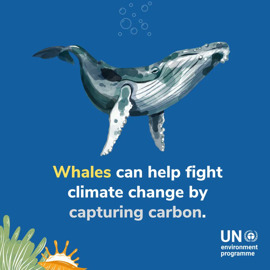 地球温暖化の救世主か 一頭のクジラは数千本の木に匹敵するco2を吸収 エコロジーオンライン