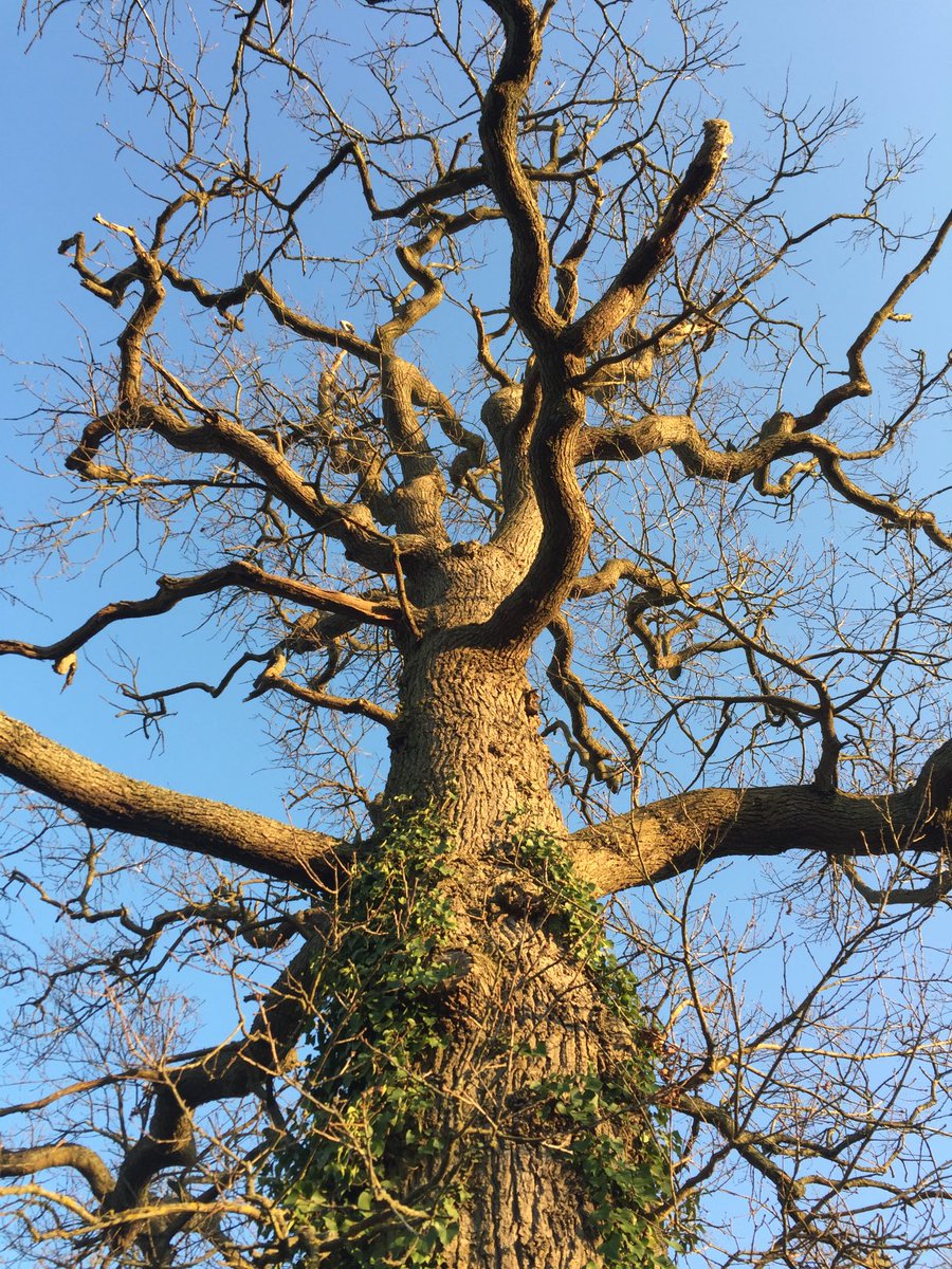 The English Oak Project tweet media