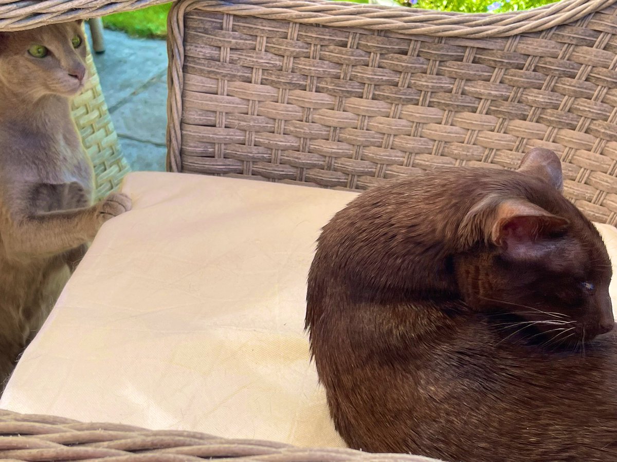 Emblyn3's tweet image. A bit of ☀️ out on #Caturday . Keeping watch on the old lady cat cos she seems to get a lot of treats ….. #CatsOfTwitter