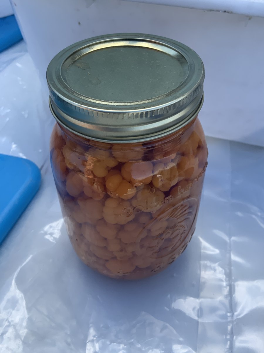 sjfmnl's tweet photo. Looking for fresh blueberries or bakeapple? We have those here today at 245 Freshwater Road until 4pm thanks to Leonard Eddy. #sjfmnl #sjfm #blueberries #bakeapples #stjohns https://t.co/ZjxvIgLqso