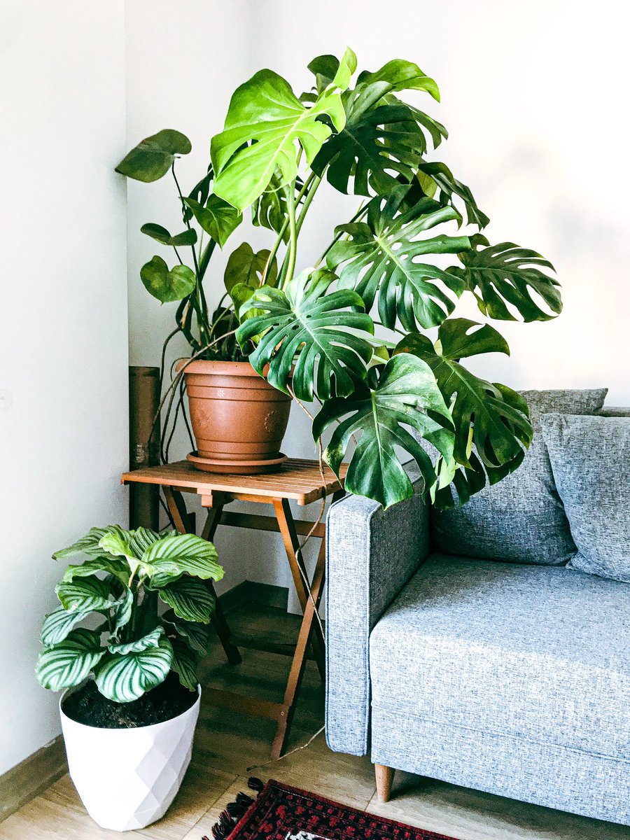 Have a great saturday 🌿 
Here is my family’s new member, calathea orbifolia 🥲🪴