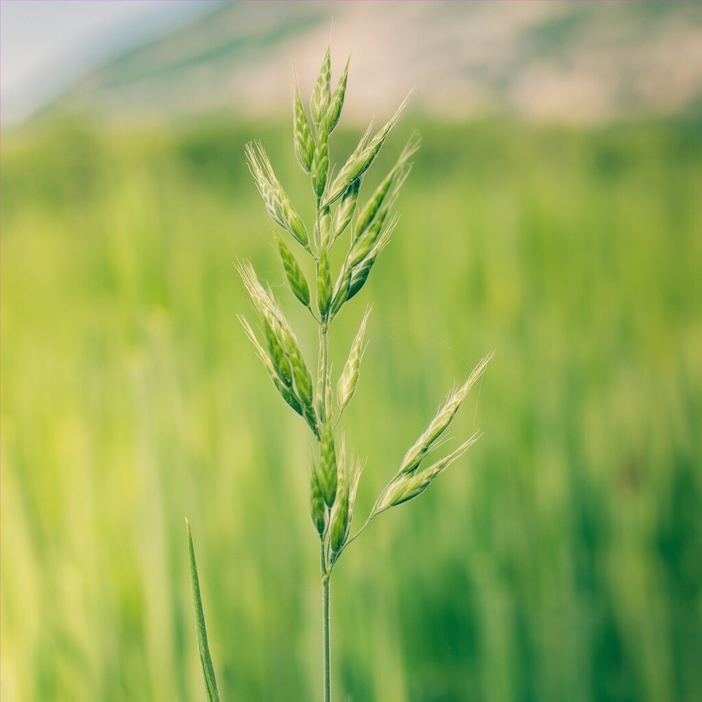 farmnetz's tweet photo. Quelle est la gastronomie genevoise?
Une gastronomie riche en produits de qualité et de plus en plus bio. #OrganicGeneration
Une matinée pluvieuse au #festiterroir au parc des Bastions. On a été à la rencontre de nos producteurs locaux. Un moment agréa… https://t.co/joUywklw9d https://t.co/BYomIo8c7S
