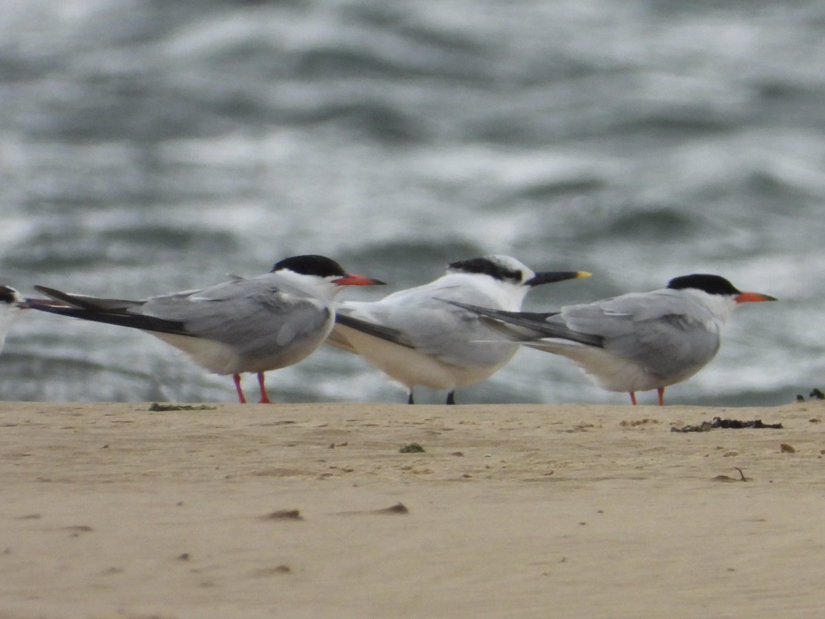AndrewWappat's tweet photo. Three whimbrel in flight, ringed plover, common and sandwich terns, all braving the ridiculous winds on Seaton Snook. #CameraShake @TeesmouthNNR @teeswildlife https://t.co/gSABG8Hr3r