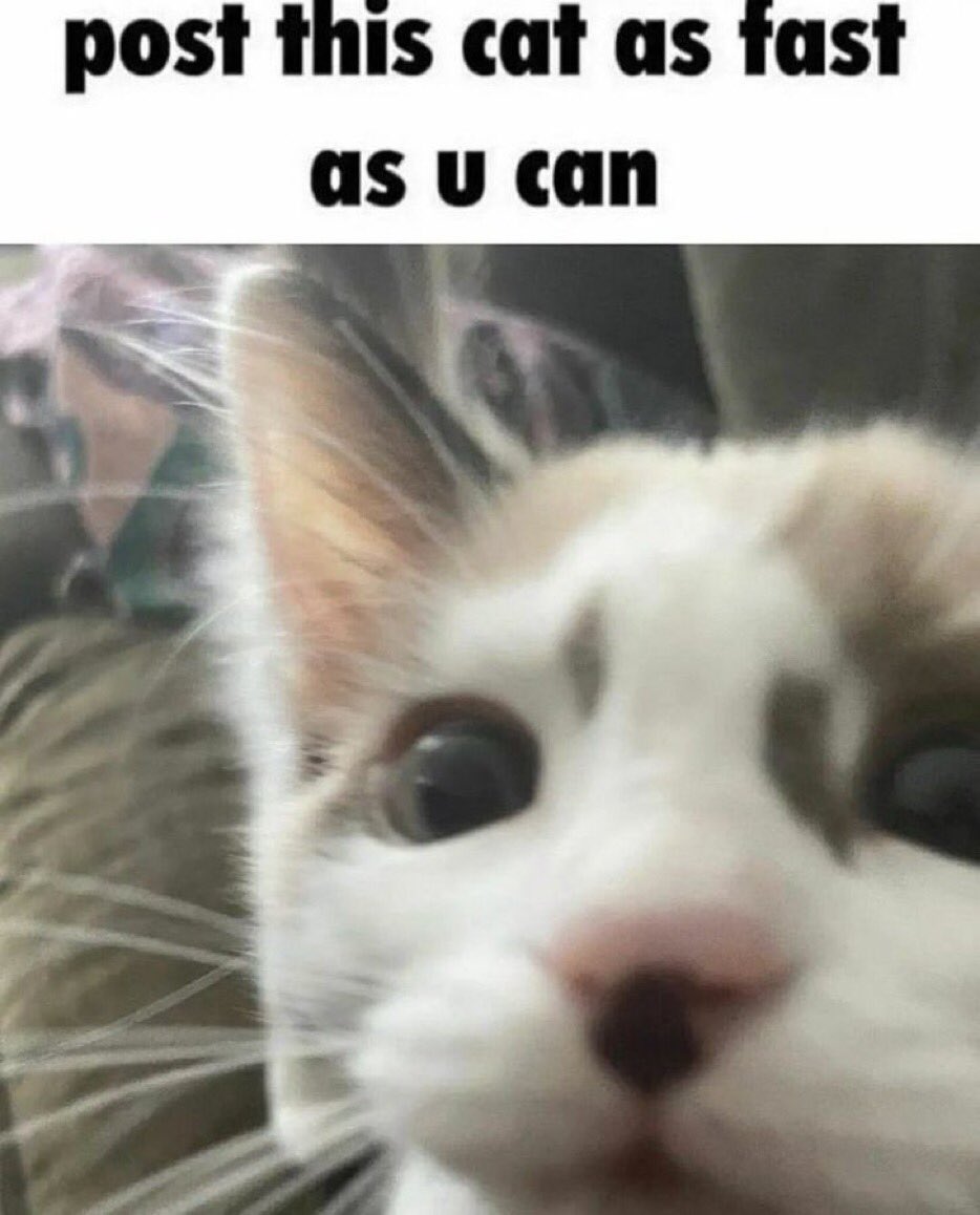 Jmasterguy On Twitter Catpicsdealer Https T Co Wcoaybruho Twitter