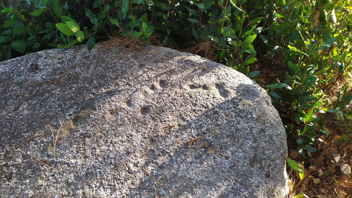 Coviñas do monte do Bacelar en Moreiras, #Toén, atópanse por riba dun antigo carreiro que unía a igrexa co monte da Torre (neste lugar temos atopado cuarcita traballada en superficie); nela hai tallada unha cruz cristiá, non sabemos si de marco ou de santificar o penedo.