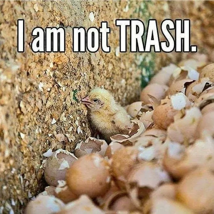 JohnOberg's tweet photo. The Egg Industry thinks that male chicks are trash. Do you know why?

Because they don't lay eggs or grow fast enough to be used for meat. So they're discarded... literally like trash.

RT if you agree that chickens are not inanimate objects! 😡 #EndChickCulling https://t.co/6VXUb6uHys