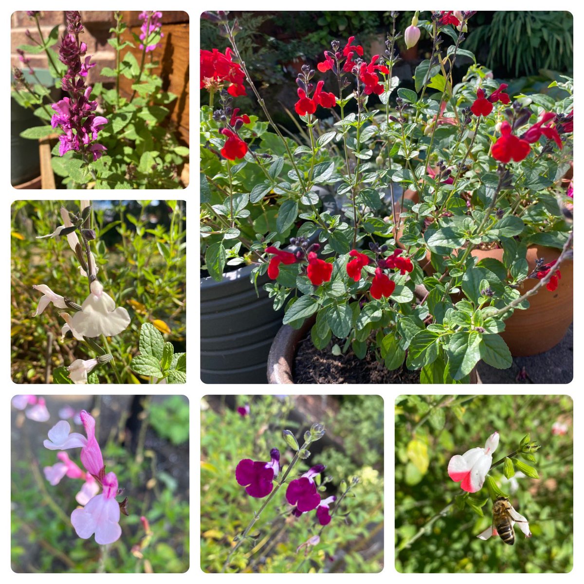 Our collection of salvias for  #sixonsaturday I love the cream one which we added this year #mygarden
