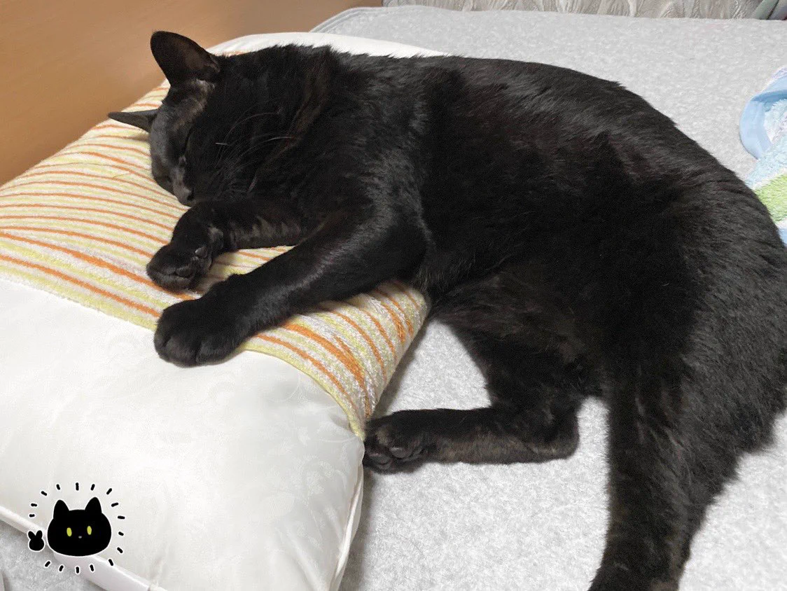 寝ようとしたら既に愛猫がそこで眠っていて、困っていると･･･！可愛くて癒されちゃう猫漫画！