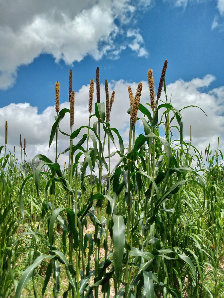 ambumar14's tweet image. Noma tushen arxiki