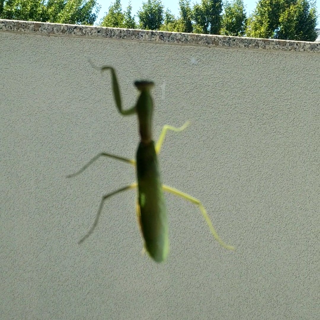 GodKyleRoss's tweet photo. #QueenDomy and I got a visitor today😄😍 I'm so excited!!! I've never seen one in person before, and he's so beautiful!😍 https://t.co/CP45nVflix