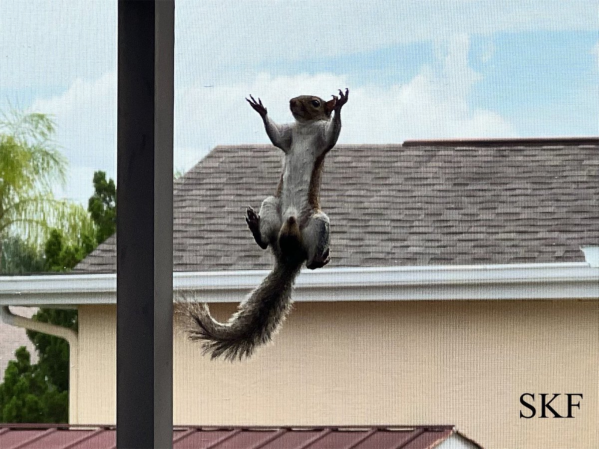 SkittlesFriends's tweet photo. Sammy the Squirrel: Hello Everyone, Iโm โhanging outโ waiting for the Big Guy to open up that delicious bag of peanuts I see on the Catico Lounger ๐ฅ๐ฅ
I hope that everyone has a safe and wonderful #Saturday ๐
#HungrySquirrel
#KindnesstowardsAnimals
#NaturePhotography https://t.co/APLQ9xpDJe