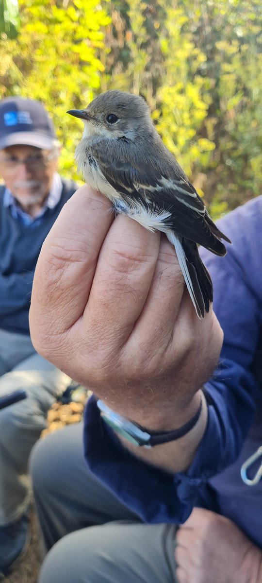 Another new ringing tick to mark the beginning of autumn 😁! Beautiful juvenile male pied flycatcher caught today at Hazely.
#birdringing #ukbirding 
<a href="/_BTO/">BTO</a>